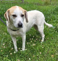 BESSIE - Photo 1