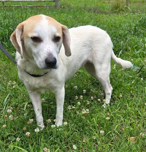 BESSIE - Labrador Retriever / Hound available for adoption