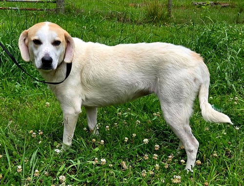 BESSIE - Labrador Retriever / Hound available for adoption