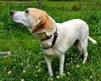 BESSIE - Photo 4