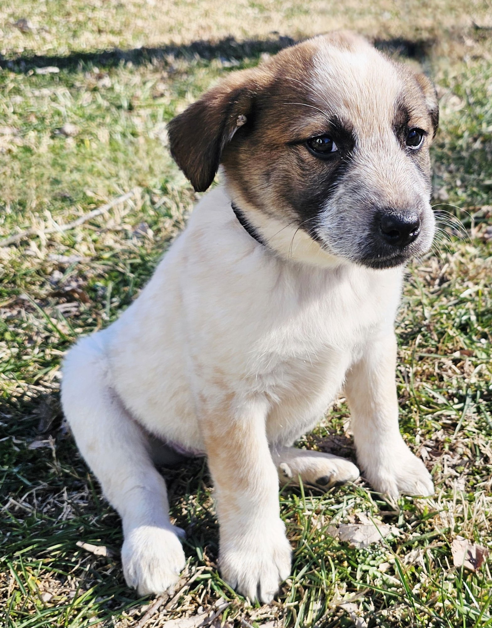 PUPPY GINGER - Labrador Retriever available for adoption