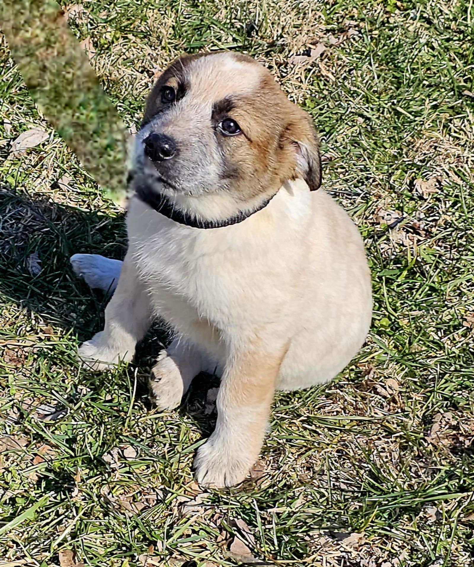PUPPY GINGER - Labrador Retriever available for adoption