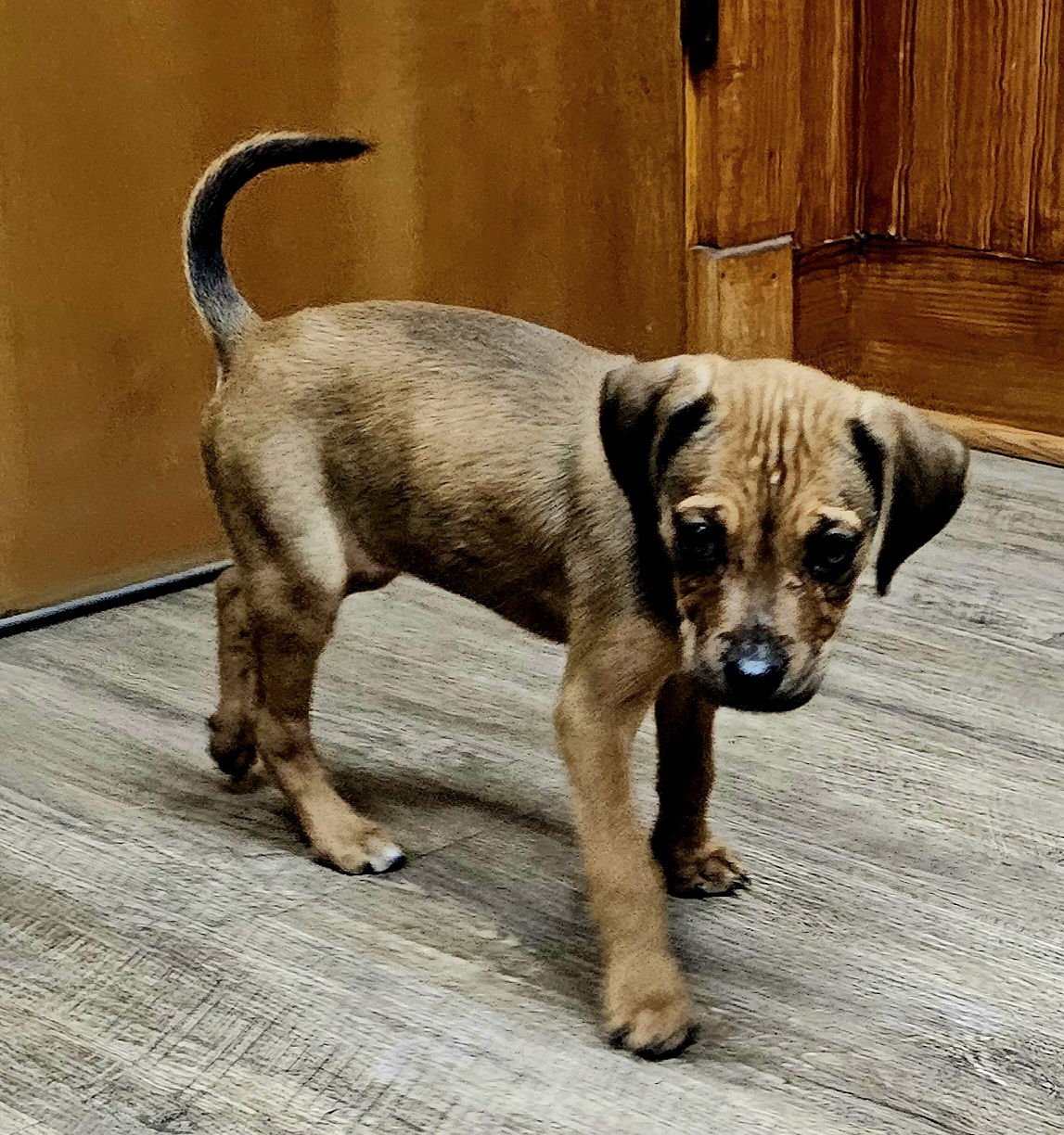 PUPPY LOVEY - Beagle available for adoption