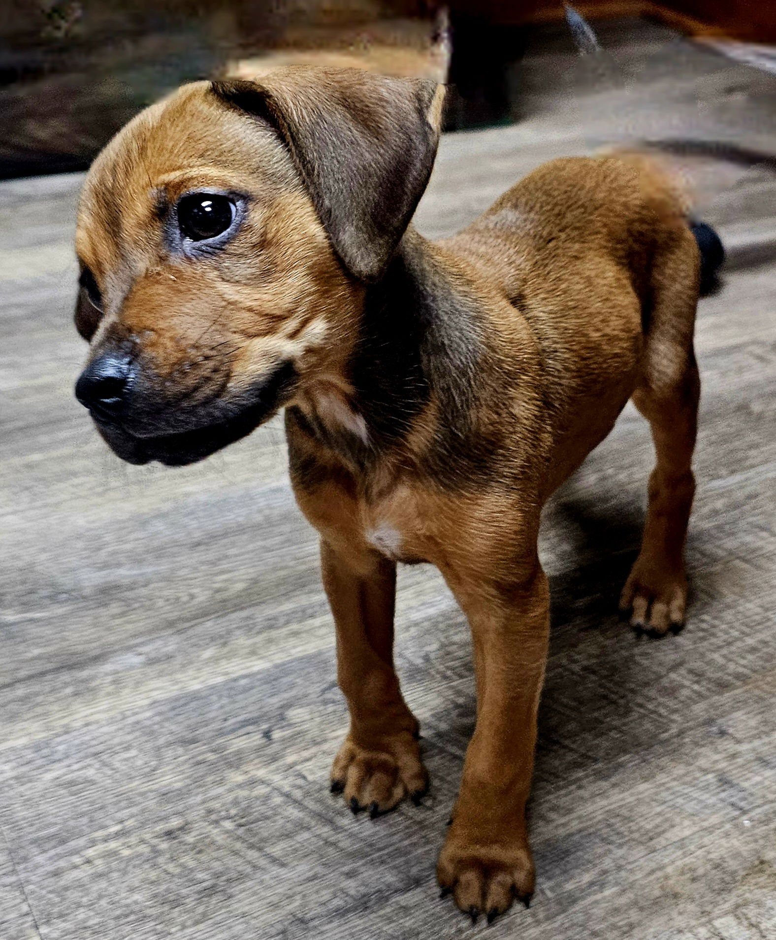 PUPPY LOVEY - Photo 3