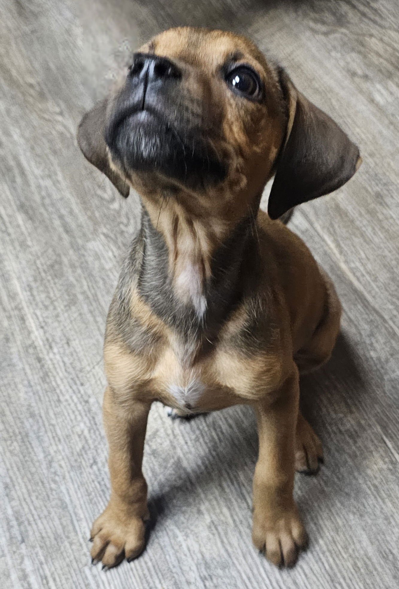 PUPPY LOVEY - Photo 4