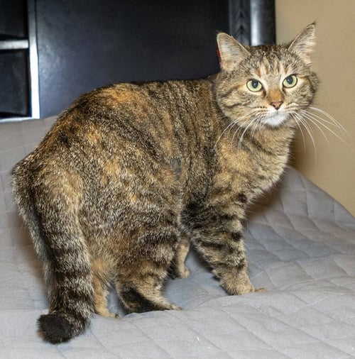 DONETELLA - Tabby available for adoption