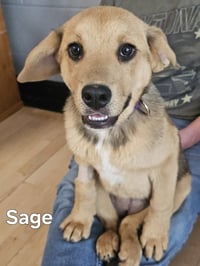 PUPPY SAGE - Photo 1