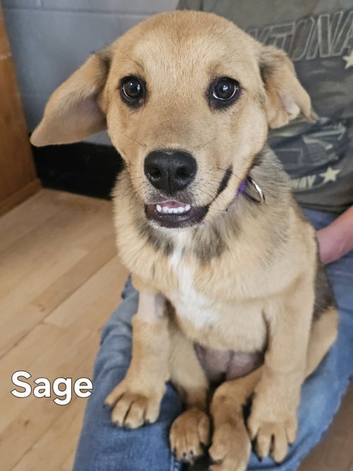 PUPPY SAGE - Labrador Retriever / Shepherd available for adoption