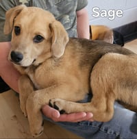 PUPPY SAGE - Photo 2