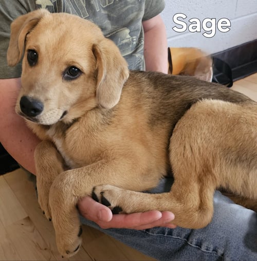 PUPPY SAGE - Labrador Retriever / Shepherd available for adoption