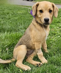 PUPPY SAGE - Photo 3