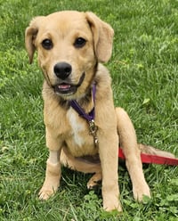 PUPPY SAGE - Photo 4