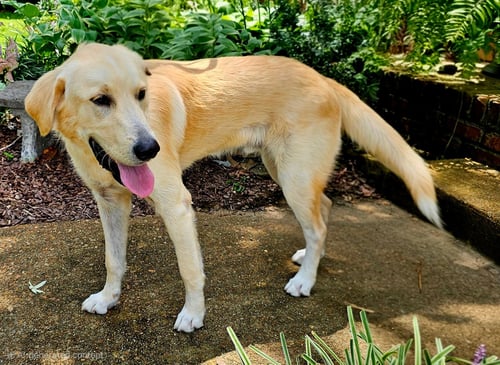 BRADLEY COOPER - Labrador Retriever available for adoption
