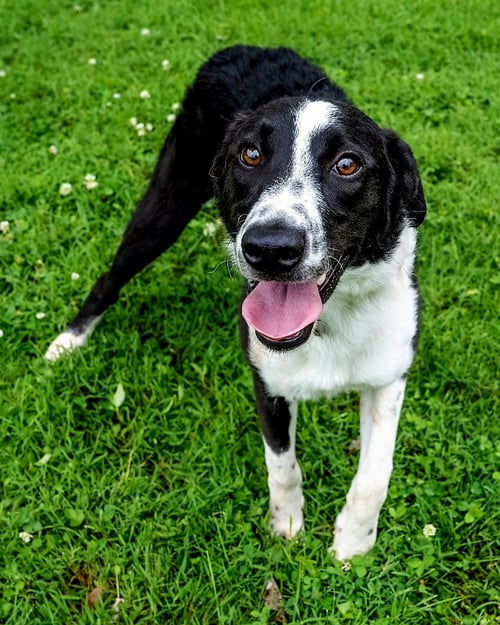 JOJO - Border Collie available for adoption