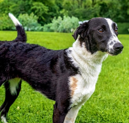 JOJO - Border Collie available for adoption