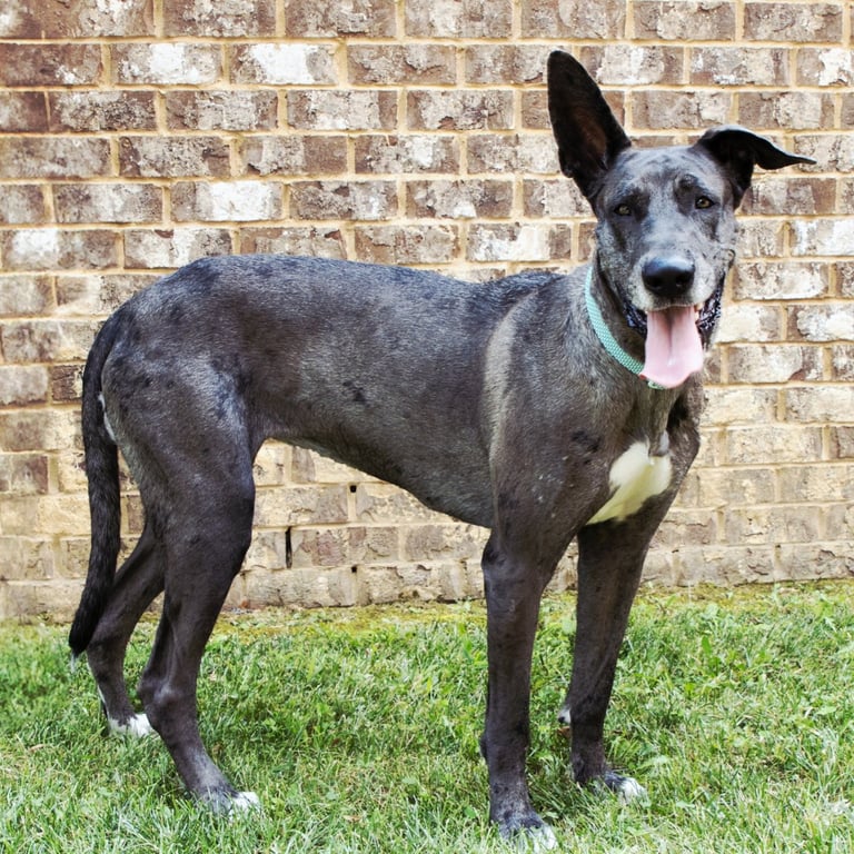 ROO Image