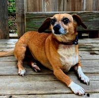 MISS BETSY - Photo 3