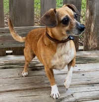 MISS BETSY - Photo 2