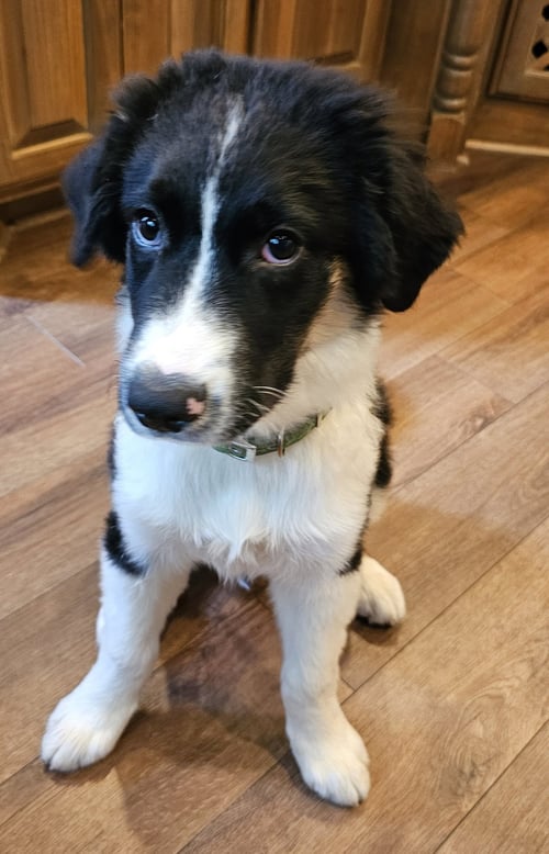PUPPY DODGER