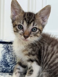 KITTEN PRINCESS BUBBLES - Photo 1