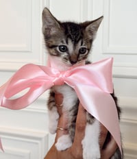 KITTEN PRINCESS BUBBLES - Photo 3