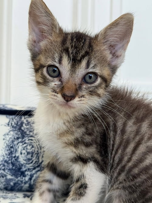KITTEN PRINCESS BUBBLES - Domestic Short Hair available for adoption
