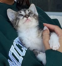 KITTEN PRINCESS BUBBLES - Photo 4