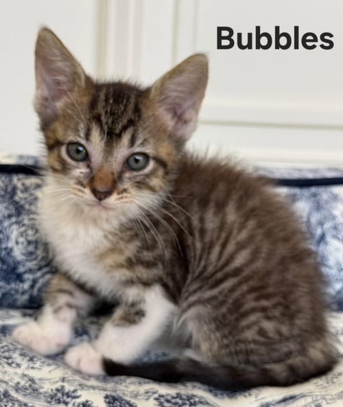 KITTEN PRINCESS BUBBLES - Domestic Short Hair available for adoption