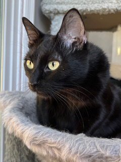 LITTLE LOVE - Domestic Short Hair available for adoption