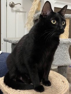 LITTLE LOVE - Domestic Short Hair available for adoption