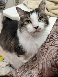 WILLOW - Photo 1