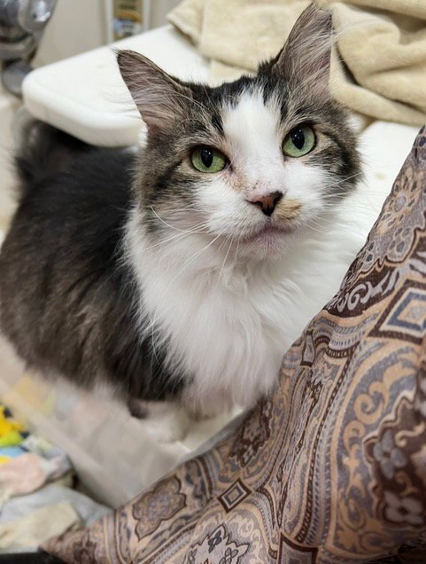 WILLOW - Domestic Short Hair available for adoption