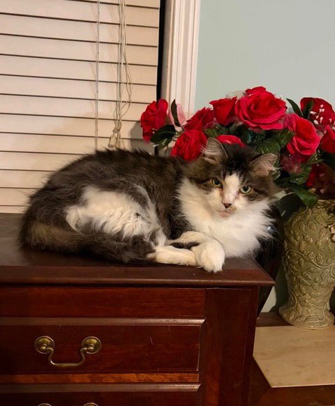 WILLOW - Domestic Short Hair available for adoption