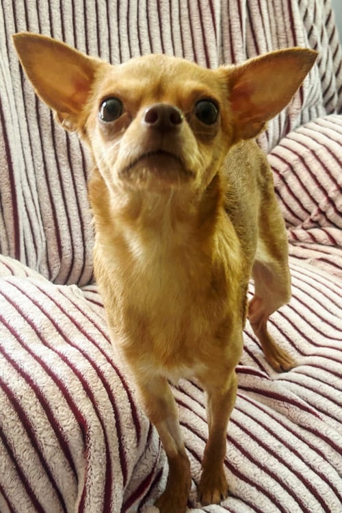 GISELLE - Chihuahua available for adoption