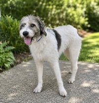 CORKY - Photo 1
