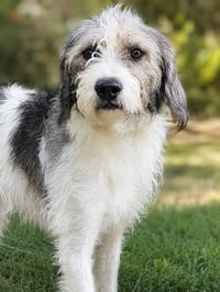 CORKY - Photo 2