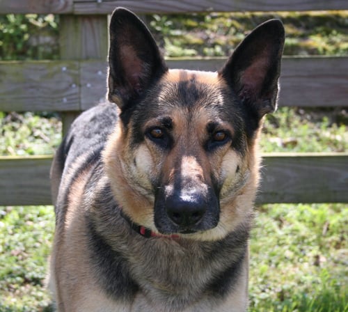 ALEXIS - German Shepherd Dog available for adoption