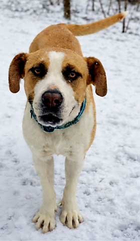 RUTHIE - Boxer available for adoption