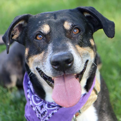 MUMFORD - Labrador Retriever / Mountain Dog for adoption in Overland Park