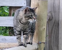 Felix Billups **CL** - Photo 2