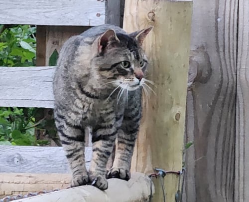 FELIX BILLUPS **CL** - Domestic Medium Hair available for adoption