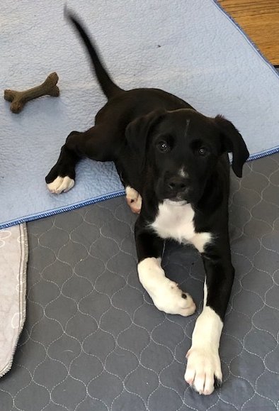 GEO - Labrador Retriever available for adoption