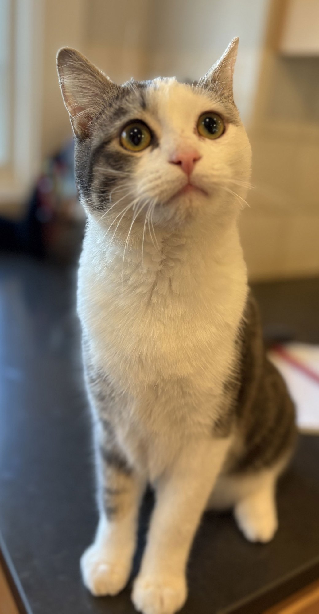 MOZZARELLA - Domestic Short Hair available for adoption