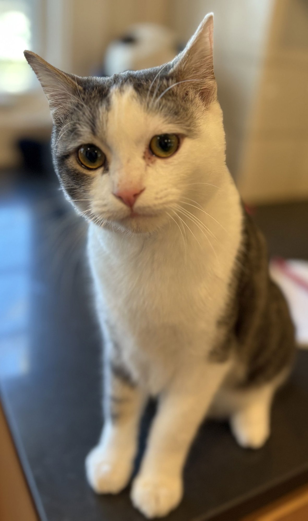 MOZZARELLA - Domestic Short Hair available for adoption