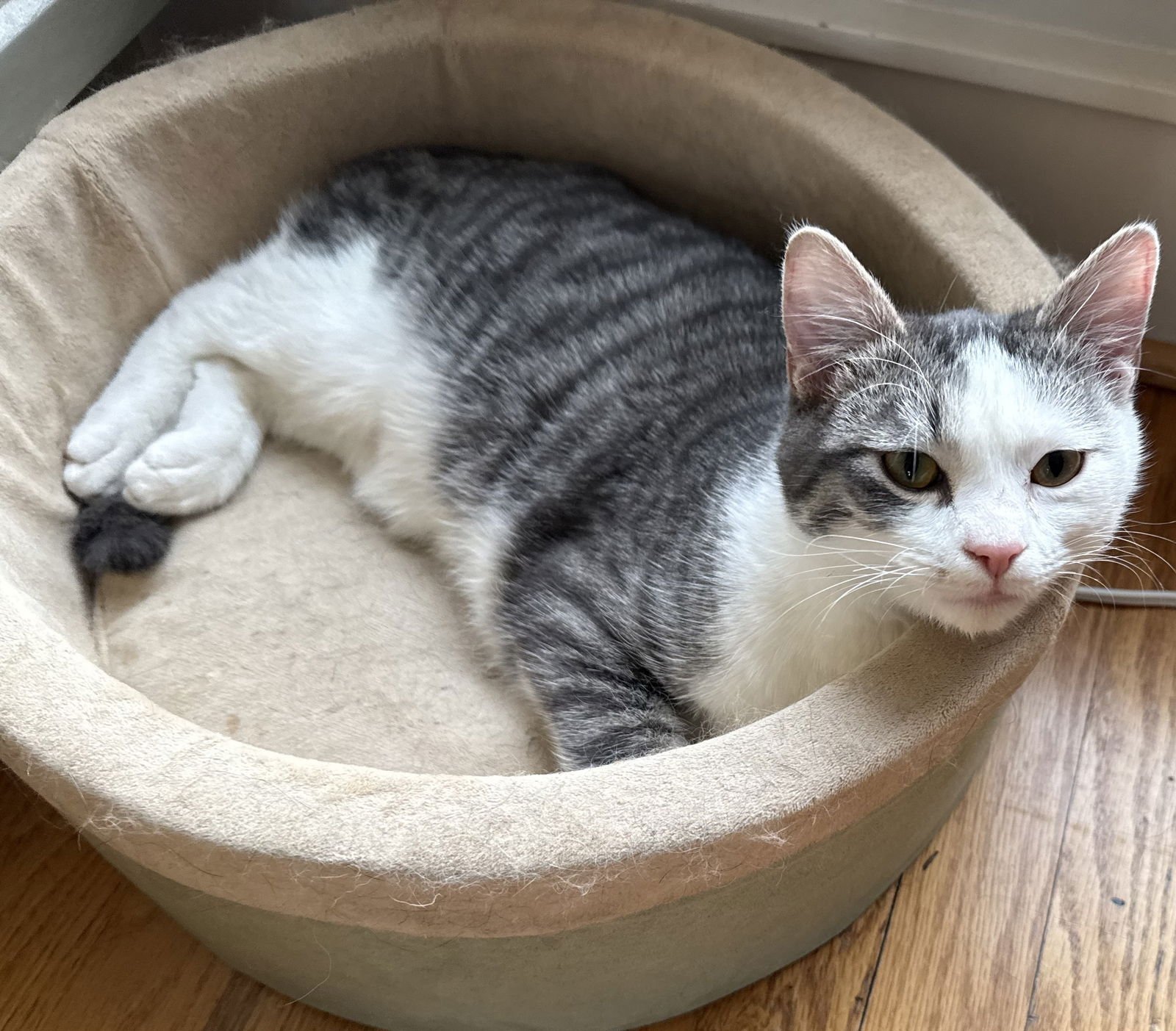 Mozzarella - Photo 3