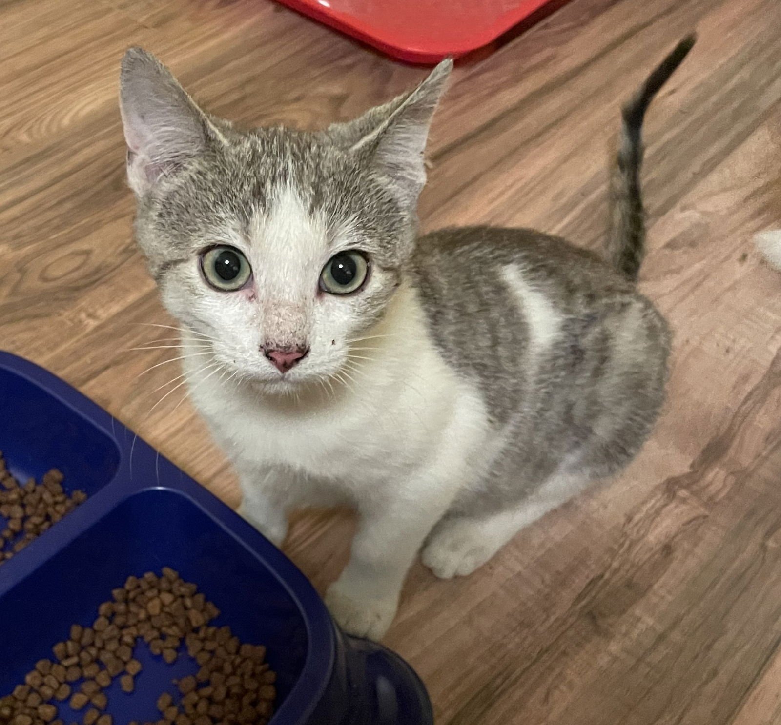 SAM LYLES - Domestic Short Hair available for adoption