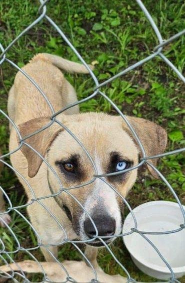 LINNY *CL* - Anatolian Shepherd / Husky available for adoption