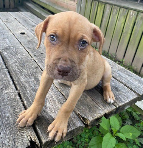 EVEREST - Labrador Retriever / Boxer available for adoption