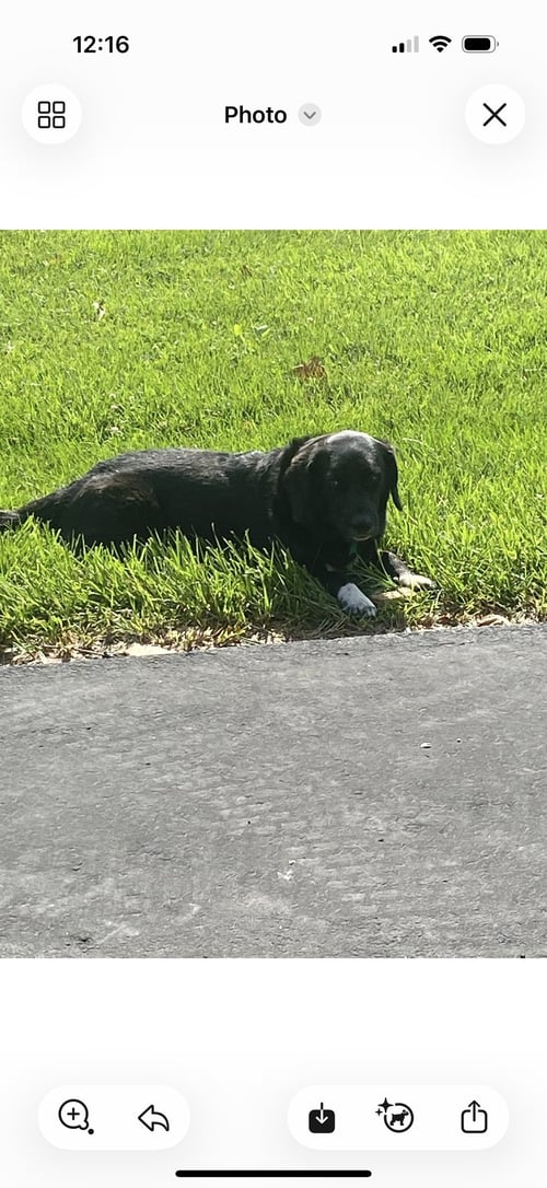 TWO SOCKS *CL - Labrador Retriever / Beagle available for adoption