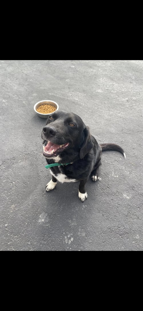 TWO SOCKS *CL - Labrador Retriever / Beagle available for adoption